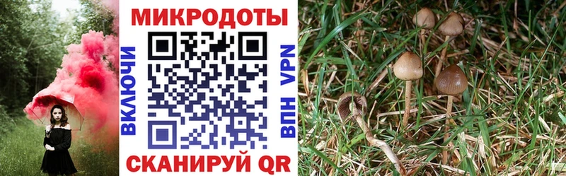 Псилоцибиновые грибы Cubensis Ковдор